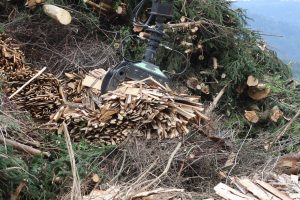 biomasa, restos forestales
